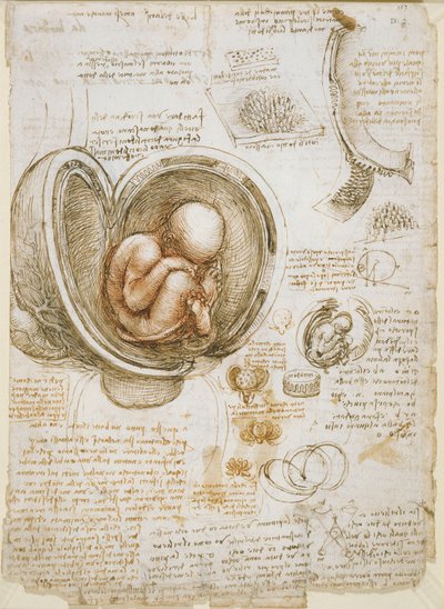 Studies van de foetus in de baarmoeder door Leonardo da Vinci